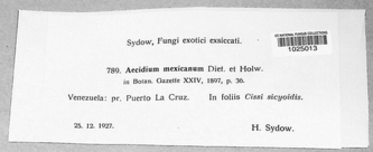 Aecidium image